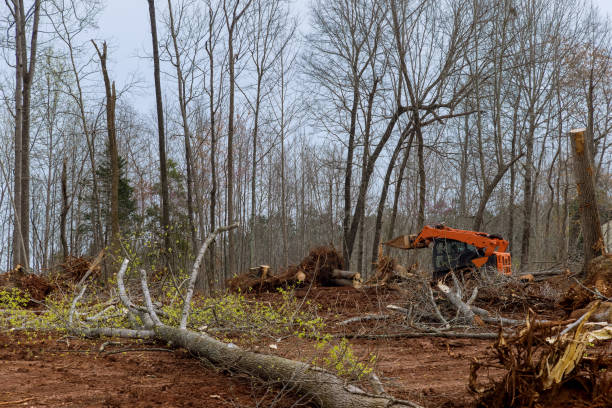 Tipton, IN Tree Care Company