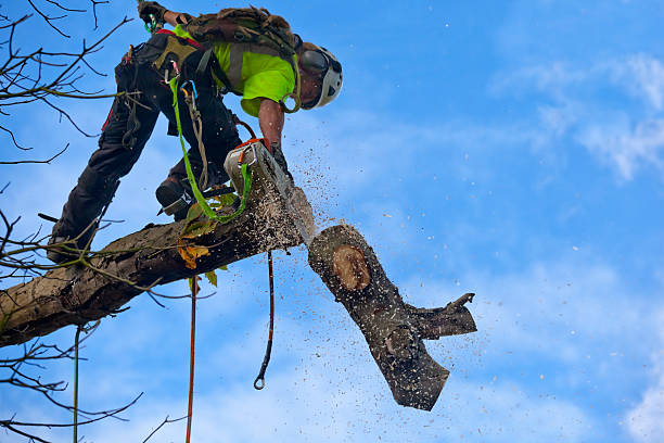 How Our Tree Care Process Works  in  Tipton, IN